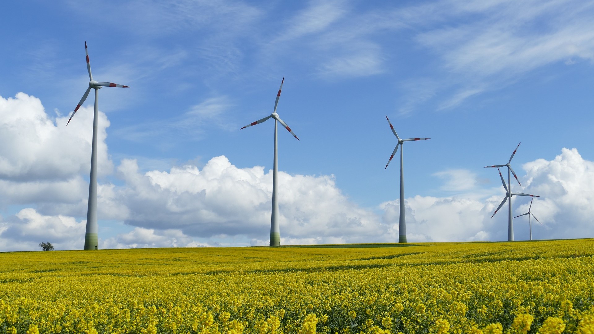 Windräder in einem Rabsfeld mit blauem Himmel